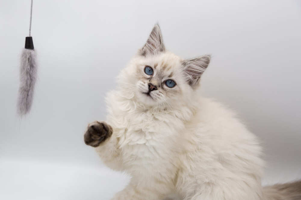 Невская маскарадная кошка котят по месяцам
